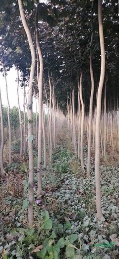 绛县景森苗木种植专业合作社